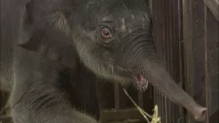 Příběhy zvířecích miminek II