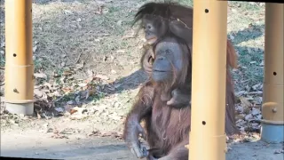 Příběhy zvířecích miminek II