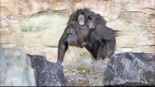 Příběhy zvířecích miminek II