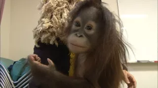 Příběhy zvířecích miminek II