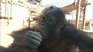 Příběhy zvířecích miminek II