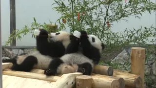 Příběhy zvířecích miminek II