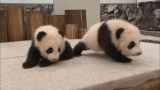 Příběhy zvířecích miminek II