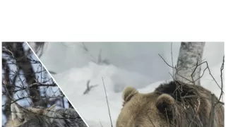 Vlk verzus medveď
