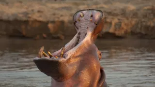 Největší zabijáci Afriky II (1)