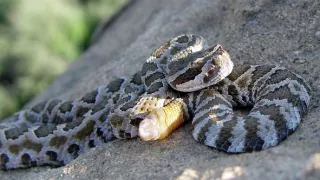 Nejpodivnější hadi světa