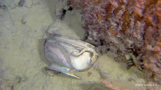 Titanic - návrat k miznúcemu legendárnemu vraku