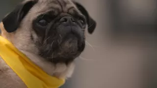 Schopnosti a roly psích miláčikov v živote človeka (3/7)