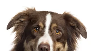 Schopnosti a roly psích miláčikov v živote človeka (3/7)