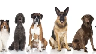 Schopnosti a roly psích miláčikov v živote človeka (3/7)