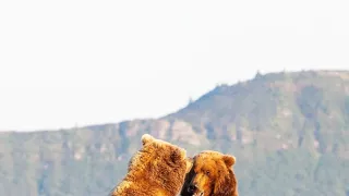 Medvědi grizzly na Aljašce (2/2)