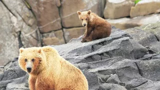 Medvědi grizzly na Aljašce (2/2)