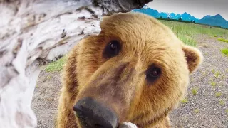 Medvědi grizzly na Aljašce (2/2)