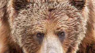 Medvědi grizzly na Aljašce (2/2)