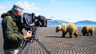 Medvědi grizzly na Aljašce (2/2)