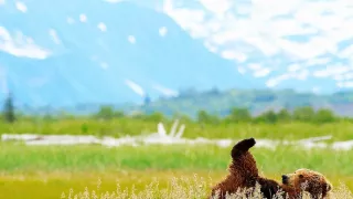 Medvědi grizzly na Aljašce (2/2)