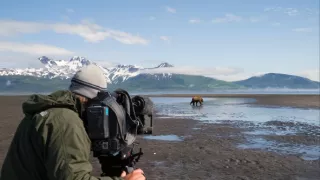 Medvědi grizzly na Aljašce (2/2)