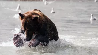 Medvědi grizzly na Aljašce (2/2)
