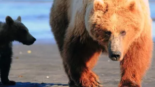 Medvědi grizzly na Aljašce (2/2)