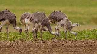 Noví zvierací susedia (3)