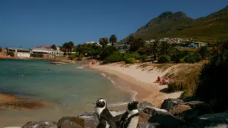 Divočina ve městech