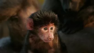 Divočina ve městech