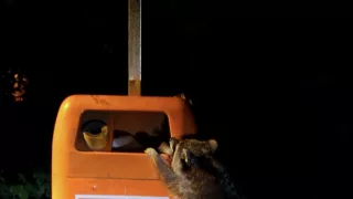 Divočina ve městech