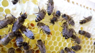 Divočina ve městech