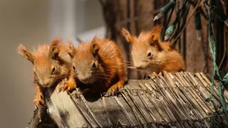 Divočina ve městech