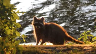 Divočina ve městech