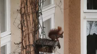 Divočina ve městech