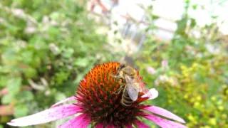 Divočina ve městech