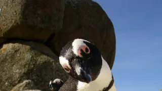 Divočina ve městech