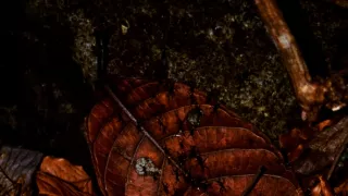 V ríši smrtiaceho hmyzu