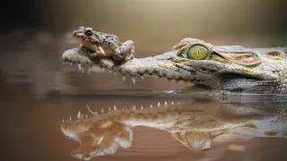 Človek ako živočíšny druh (1/2)