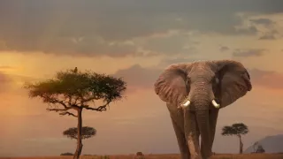 Človek ako živočíšny druh (1/2)