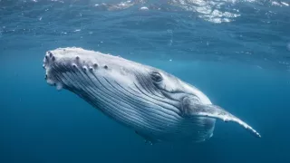 Človek ako živočíšny druh (1/2)