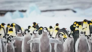 Človek ako živočíšny druh (1/2)