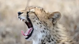 Človek ako živočíšny druh (1/2)