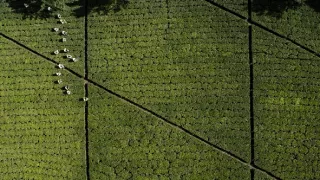 Kamera na cestách: Jedna šálka, tisíc príbehov