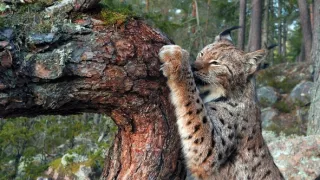 Divoká Škandinávia (2/3)