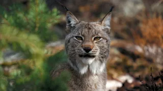 Divoká Škandinávia (2/3)