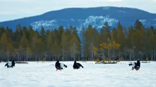 Divoká Škandinávia (2/3)