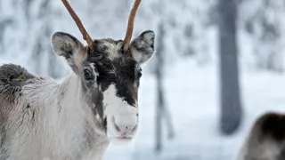 Divoká Škandinávia (2/3)