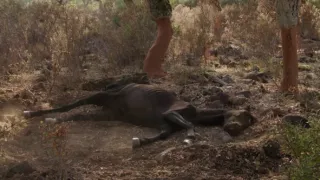 Kráľovstvo divočiny: Kone z náhornej planiny Giara, Sardínia