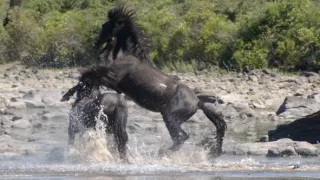 Kráľovstvo divočiny: Kone z náhornej planiny Giara, Sardínia