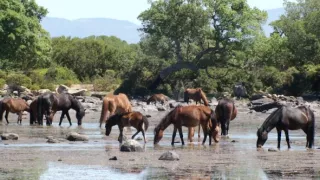 Kráľovstvo divočiny: Kone z náhornej planiny Giara, Sardínia