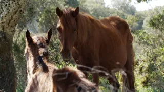 Kráľovstvo divočiny: Kone z náhornej planiny Giara, Sardínia