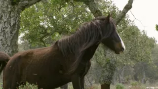 Kráľovstvo divočiny: Kone z náhornej planiny Giara, Sardínia