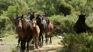 Kráľovstvo divočiny: Kone z náhornej planiny Giara, Sardínia